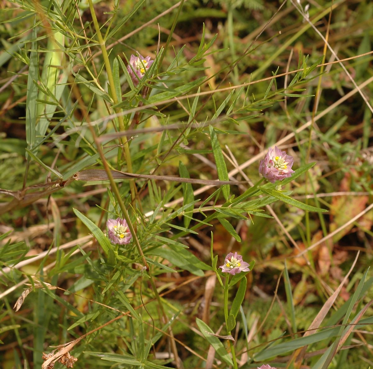 Polygalaceae Polygala sanguinea