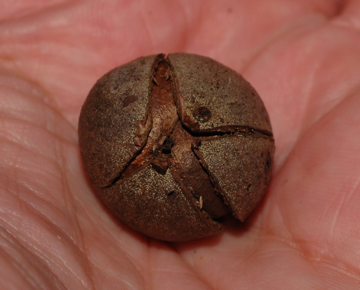 Juglandaceae Carya glabra