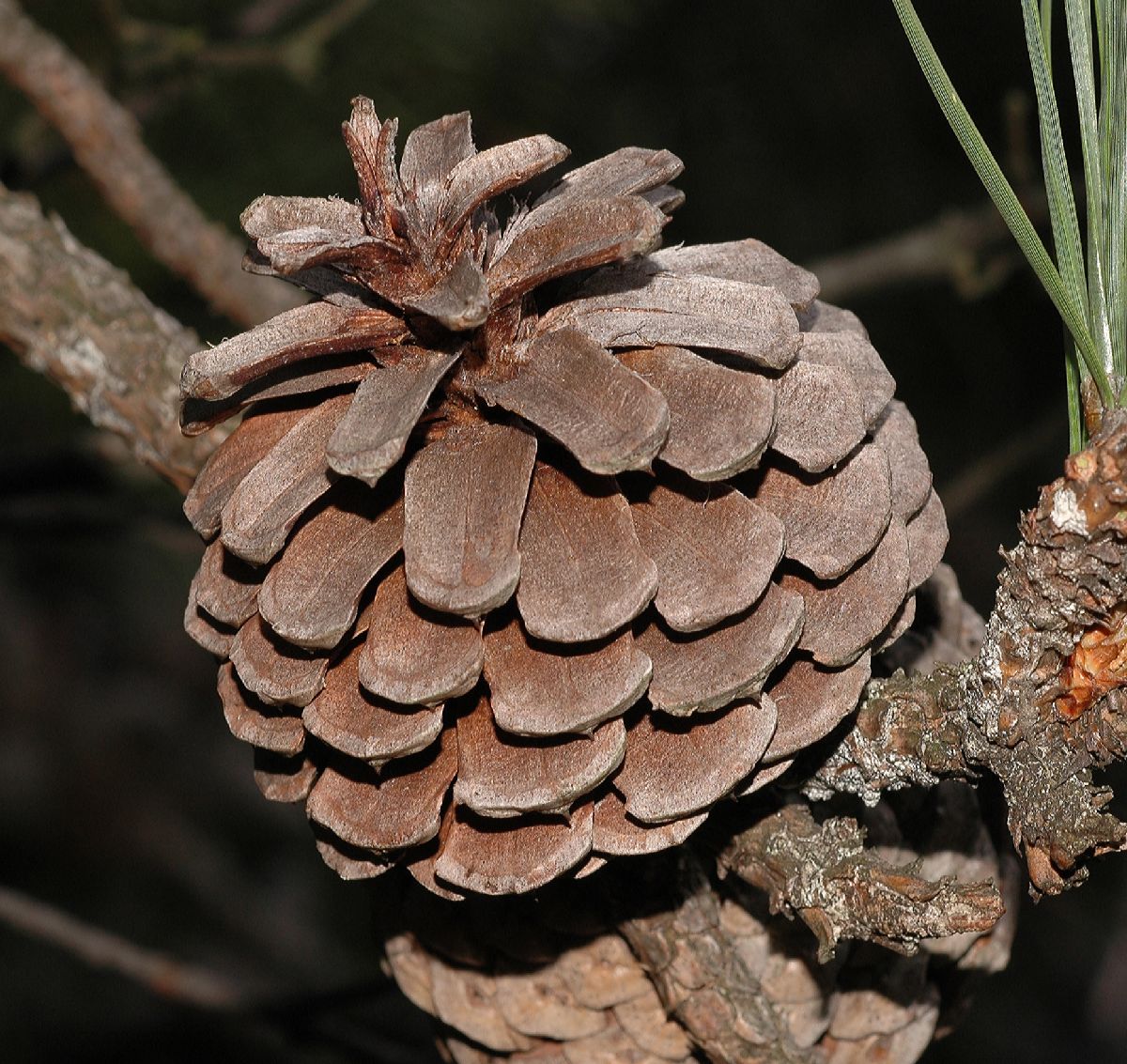 Pinaceae Pinus rigida