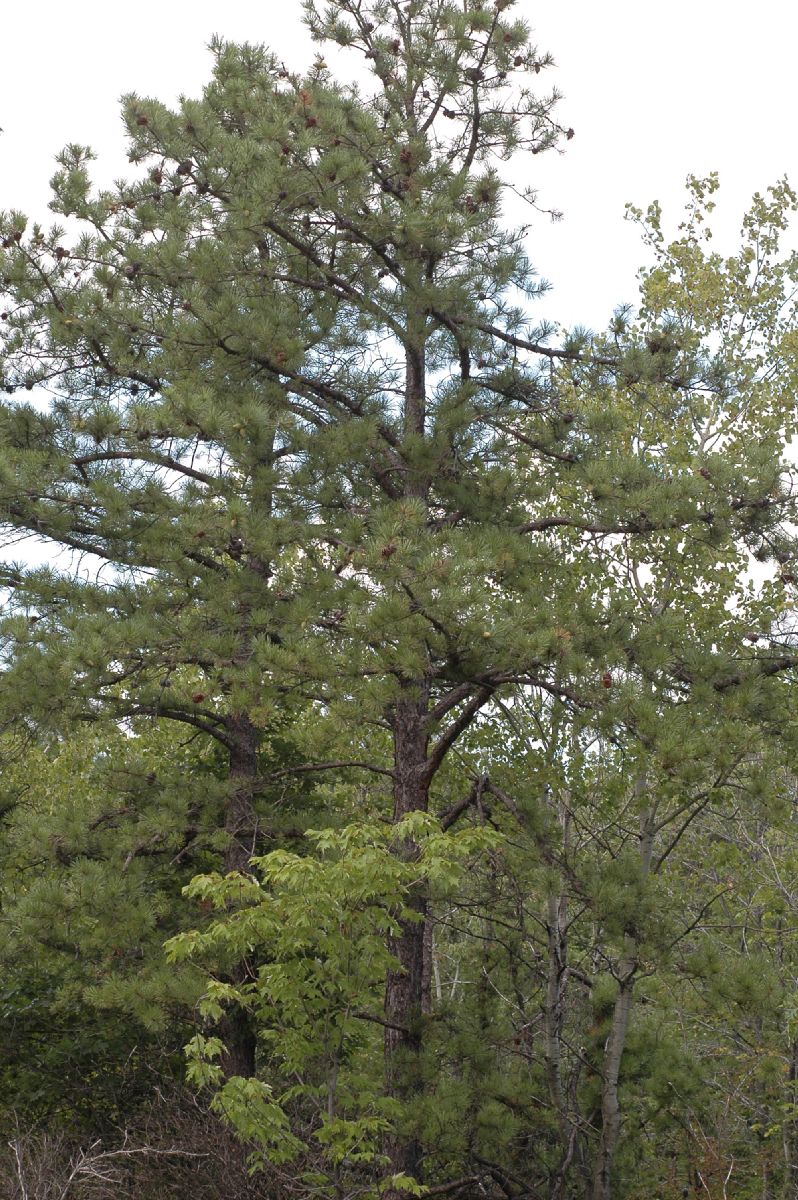 Pinaceae Pinus rigida