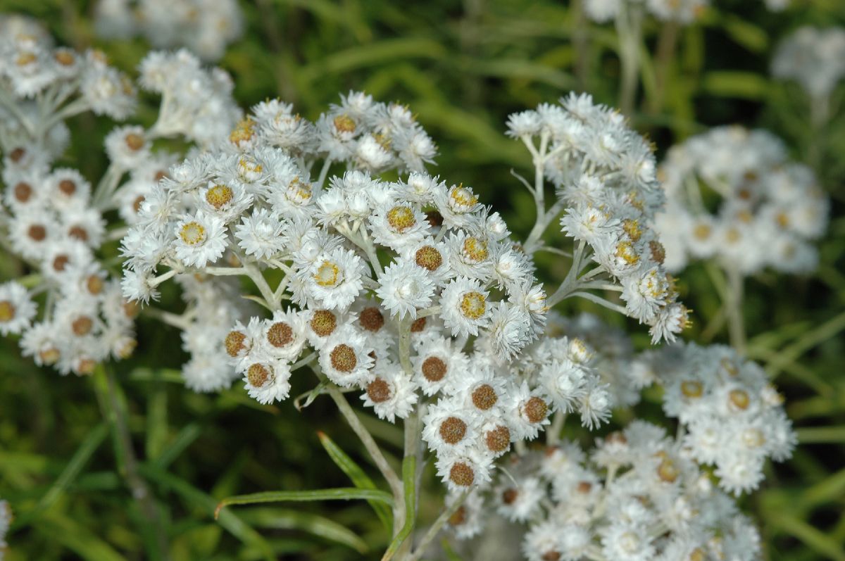 Asteraceae Anaphalis cinnamomea