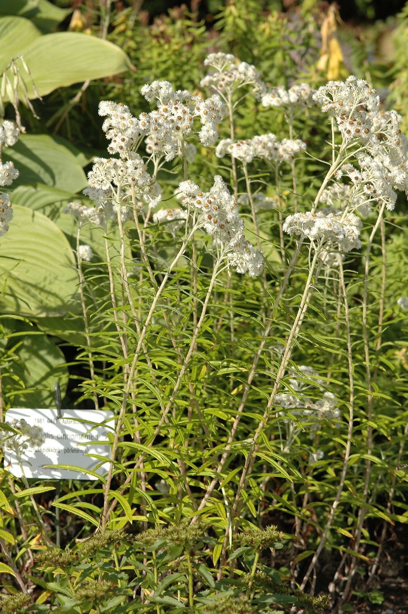 Asteraceae Anaphalis cinnamomea