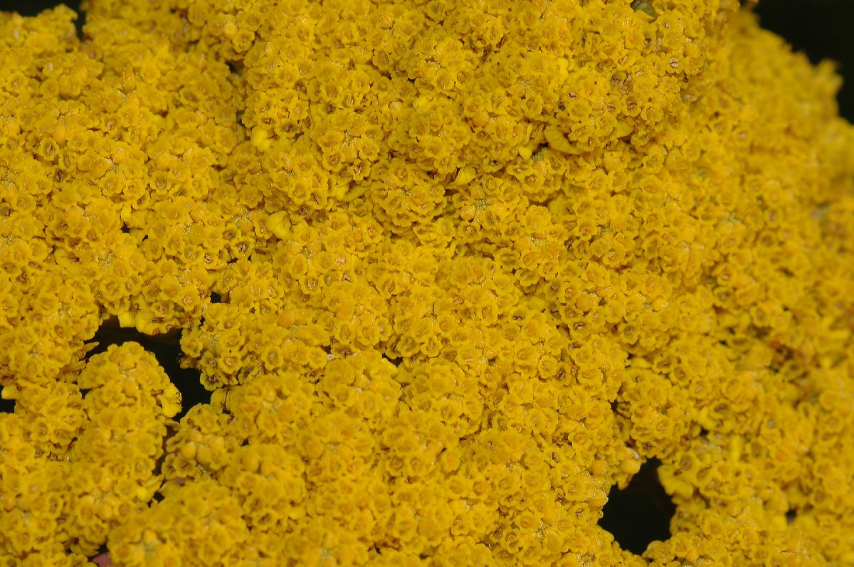 Asteraceae Achillea filipendulina