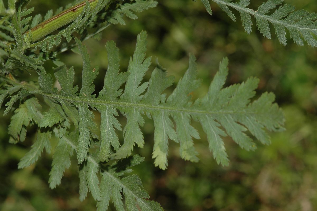 Asteraceae Achillea filipendulina