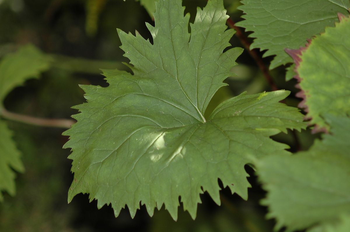 Asteraceae Ligularia stenocephala