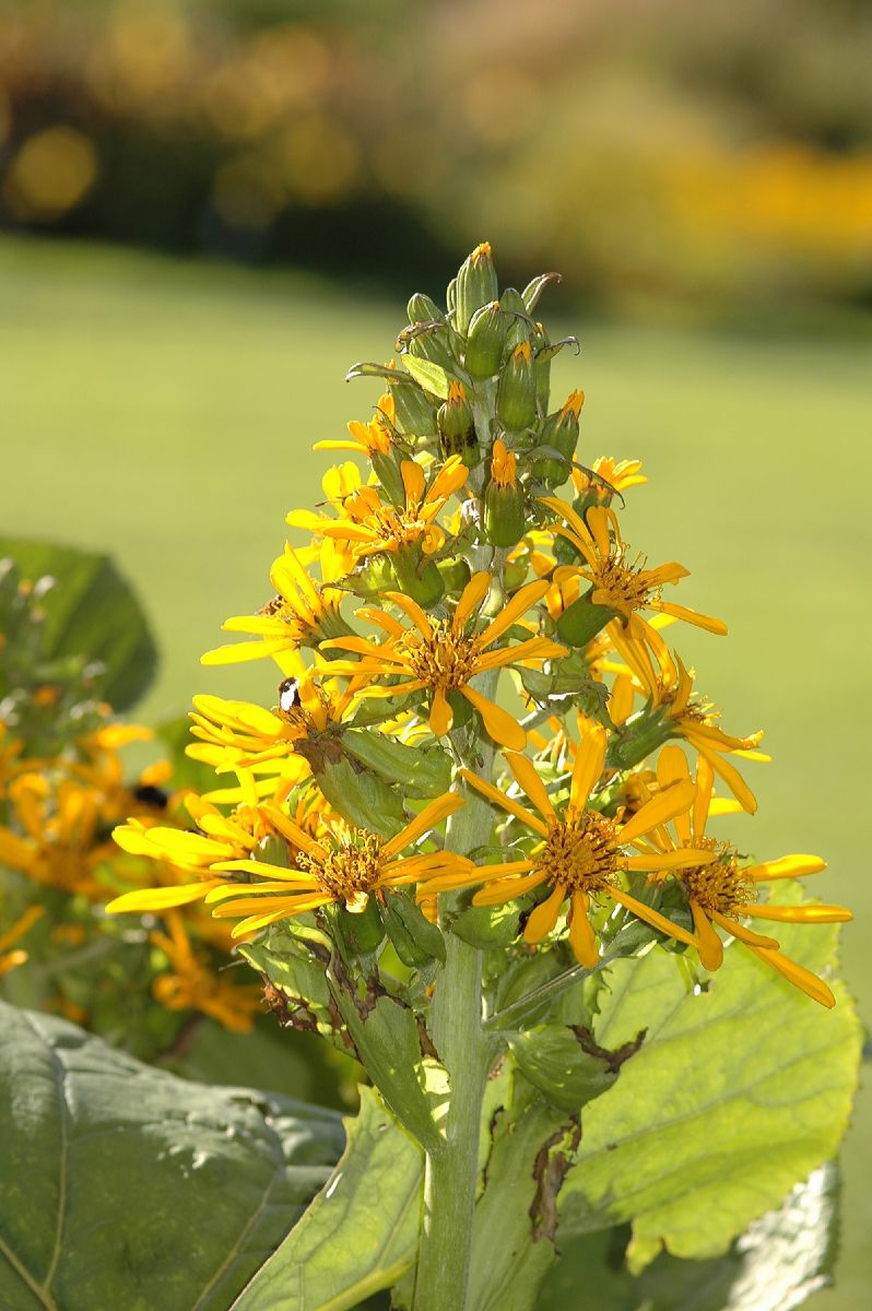 Asteraceae Ligularia hessei