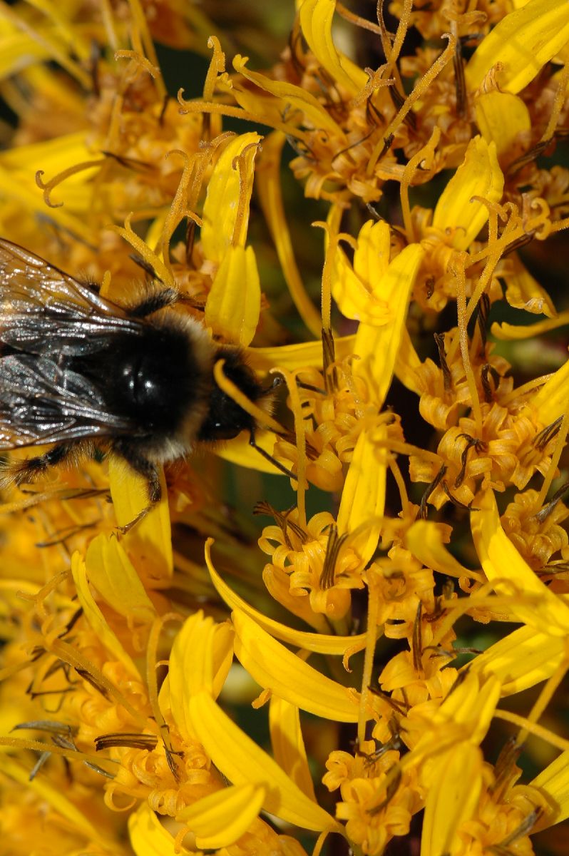 Asteraceae Ligularia przewalskii