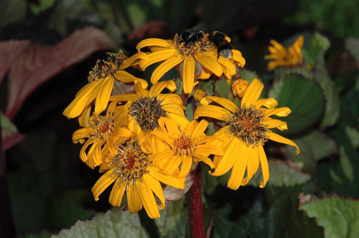 Asteraceae Ligularia dentata