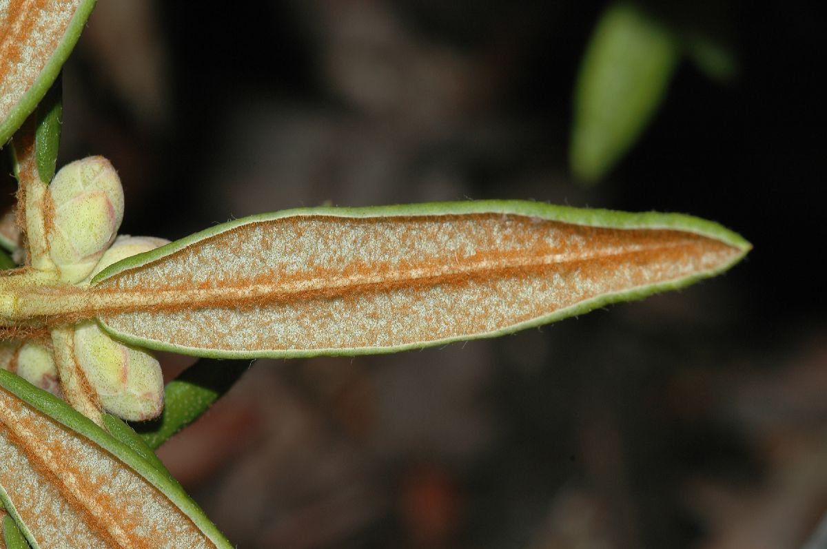 Ericaceae Ledum palustre