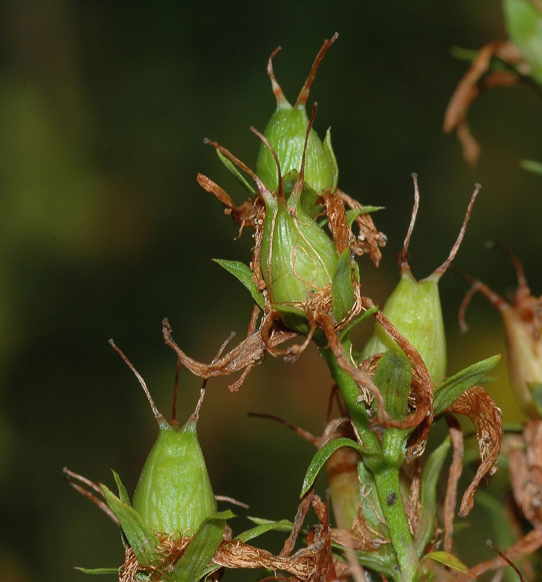 Hypericaceae Hypericum perforatum