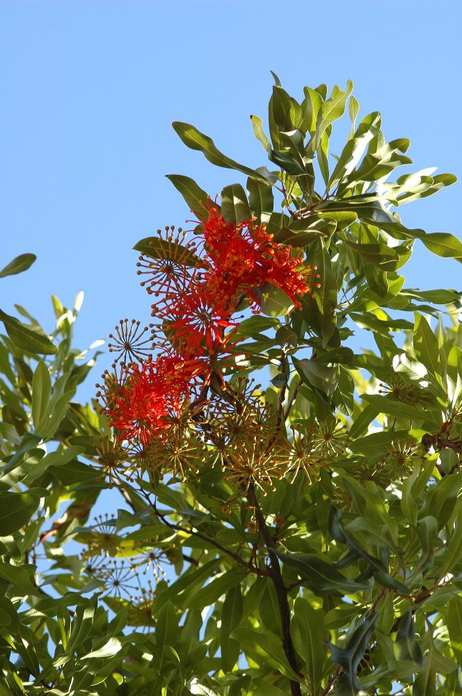 Proteaceae Stenocarpus sinuatus