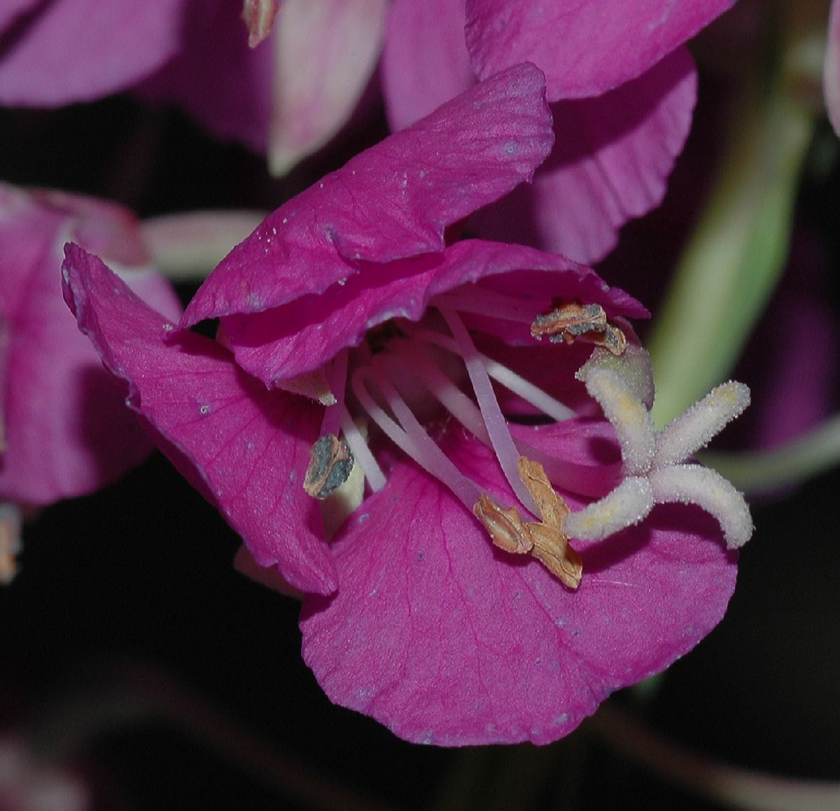 Onagraceae Epilobium angustifolium