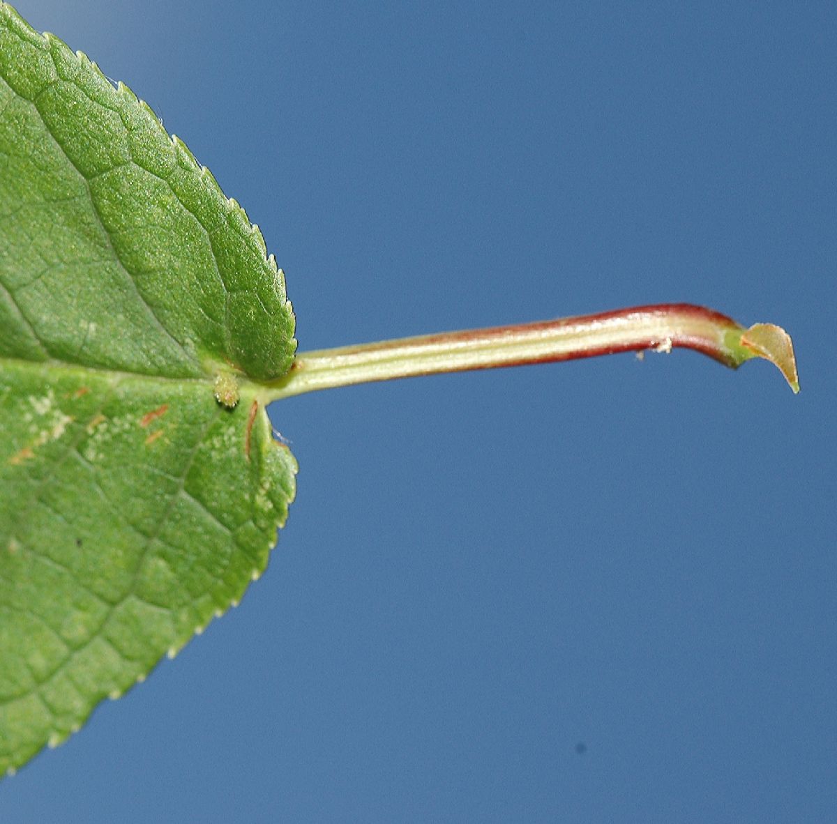 Rosaceae Prunus padus