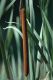 image of Typha latifolia