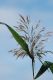 image of Phragmites australis