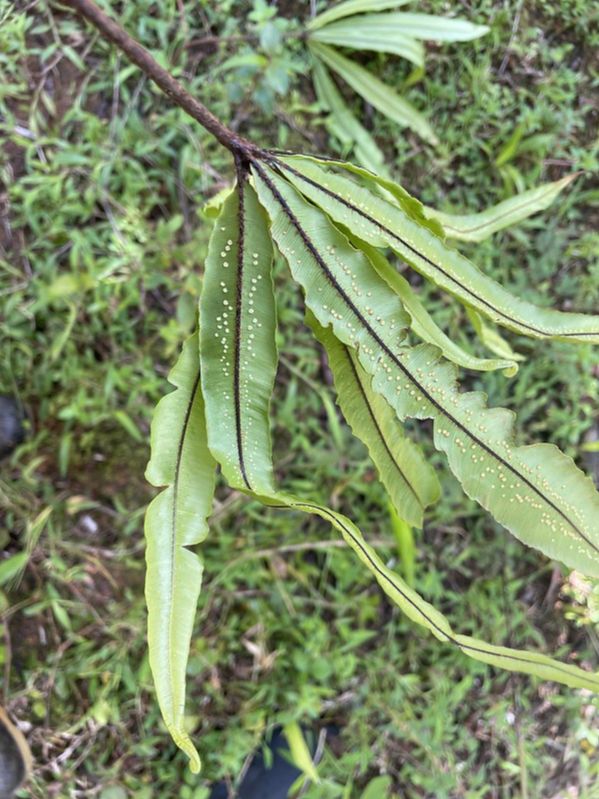 Oleandraceae Oleandra decurrens