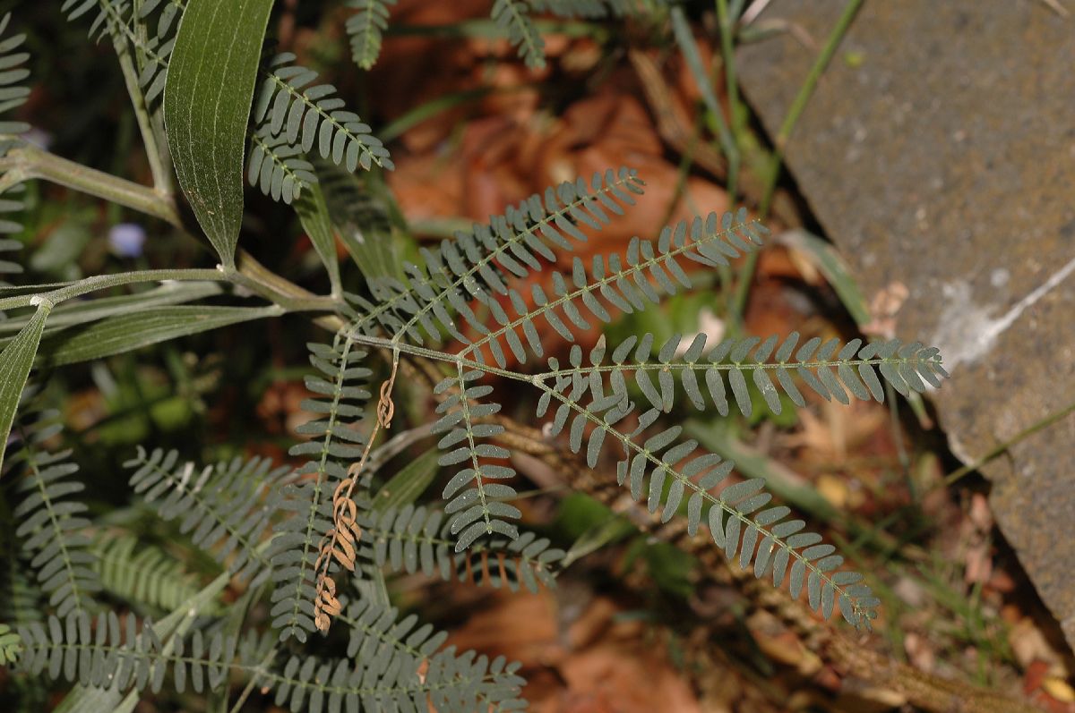 Fabaceae Acacia 