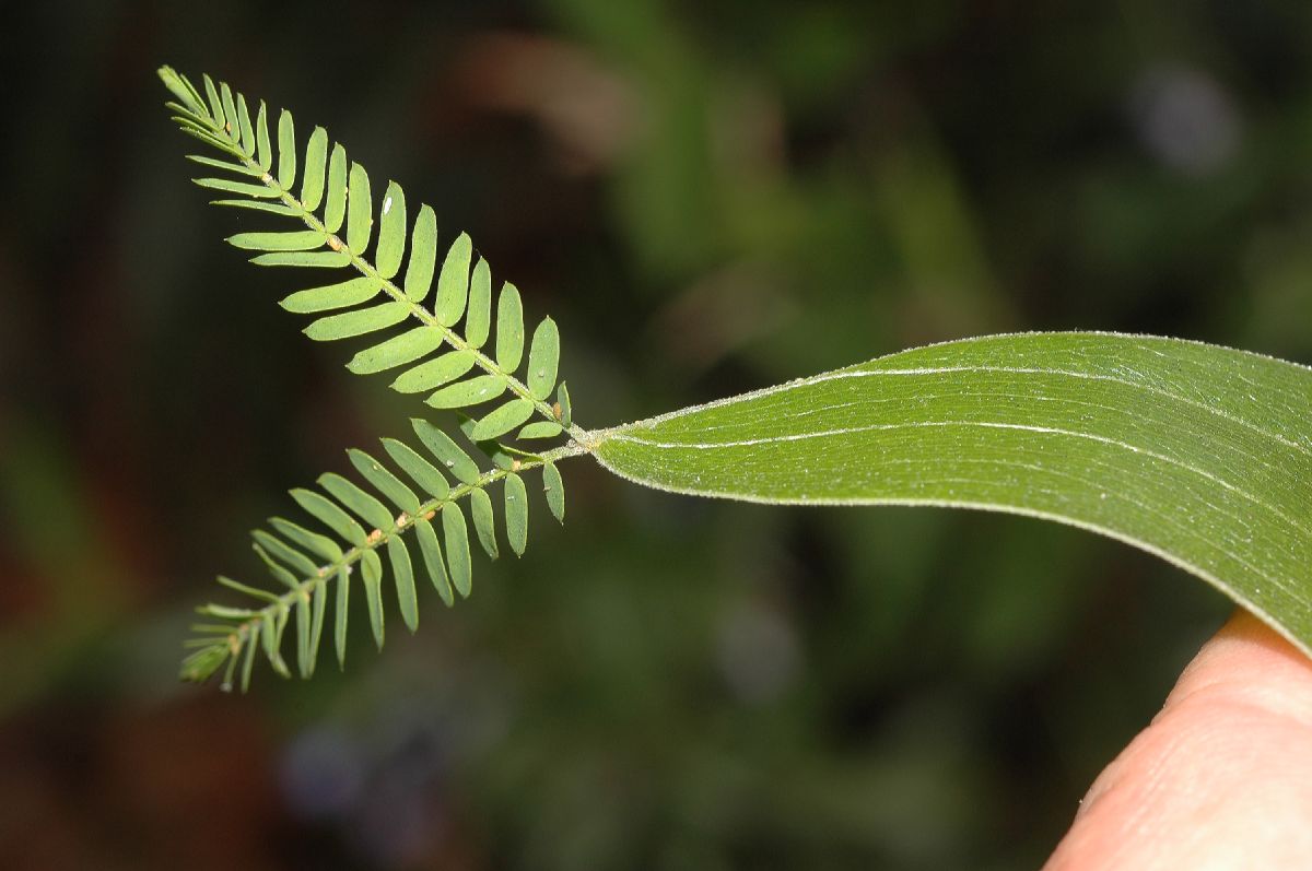 Fabaceae Acacia 