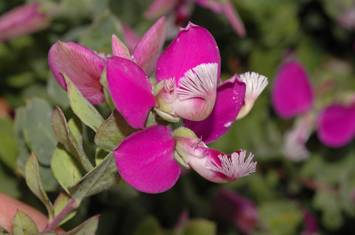 Polygalaceae Polygala dalmaisana