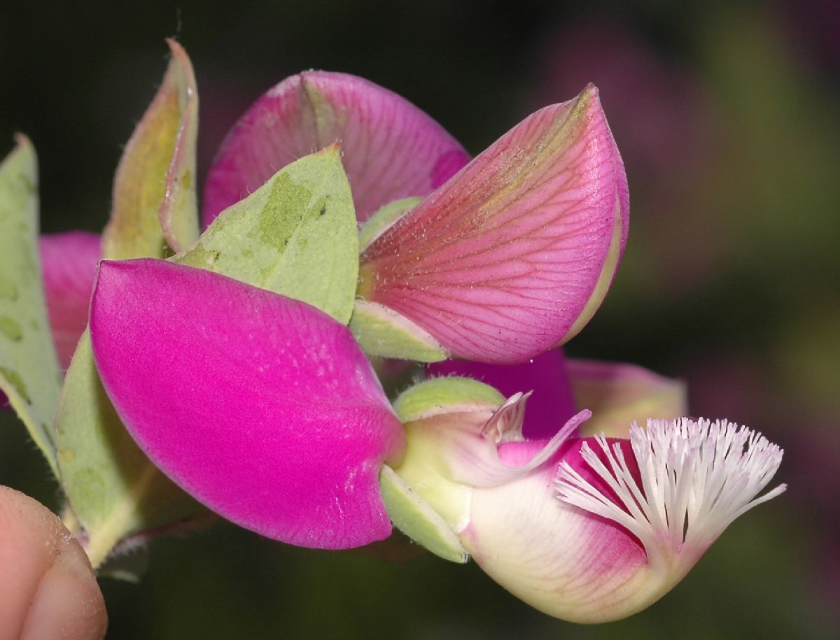 Polygalaceae Polygala dalmaisana
