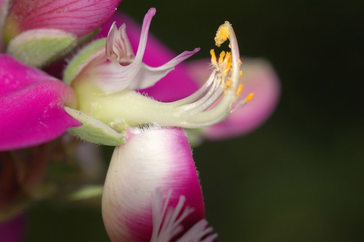 Polygalaceae Polygala dalmaisana