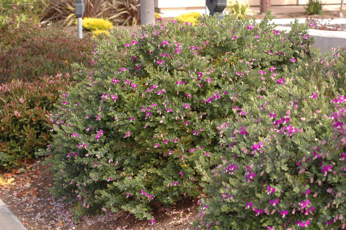 Polygalaceae Polygala dalmaisana
