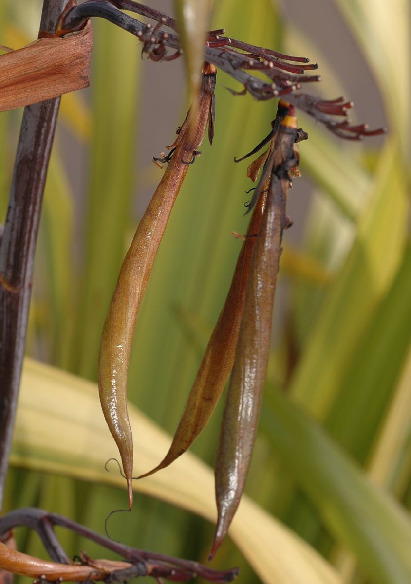 Asphodelaceae Phormium cookianum