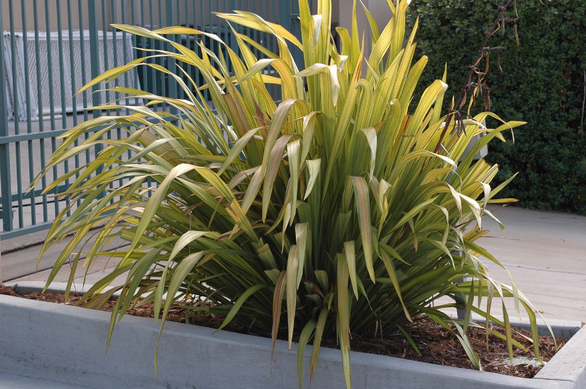 Asphodelaceae Phormium cookianum