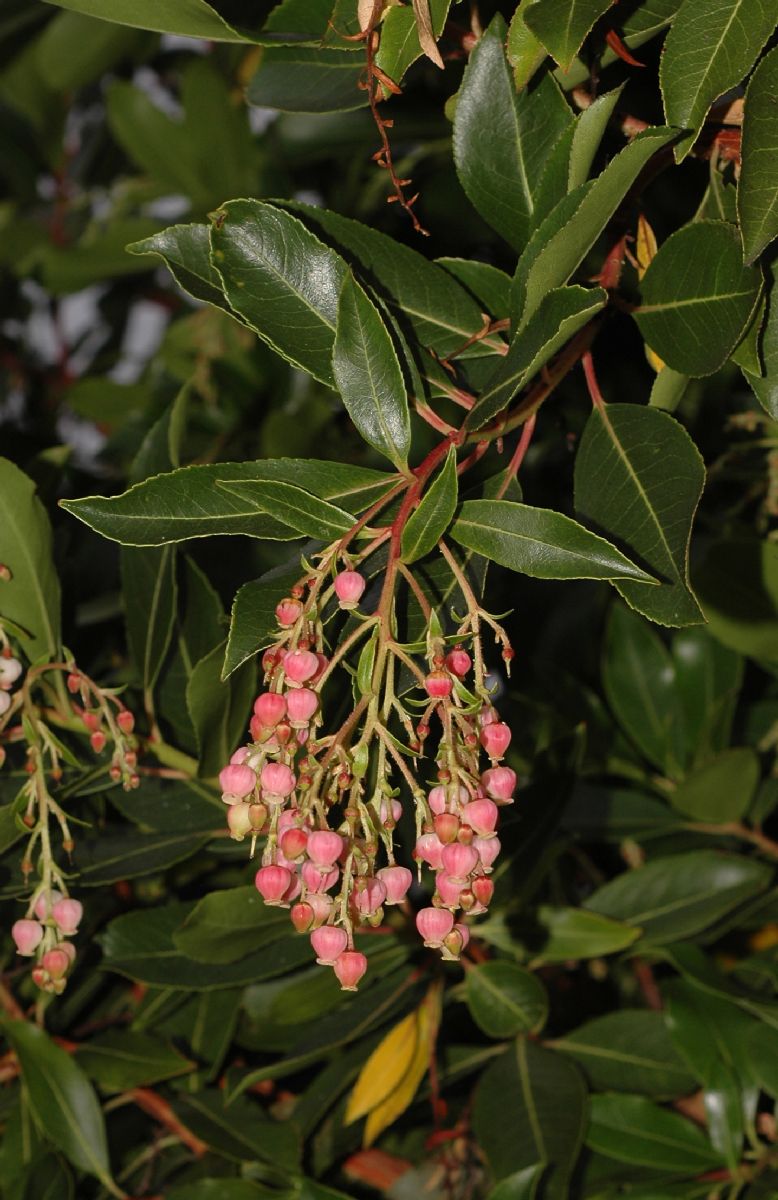 Ericaceae Arbutus unedo