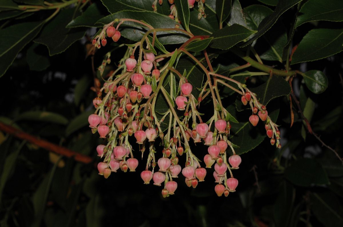 Ericaceae Arbutus unedo
