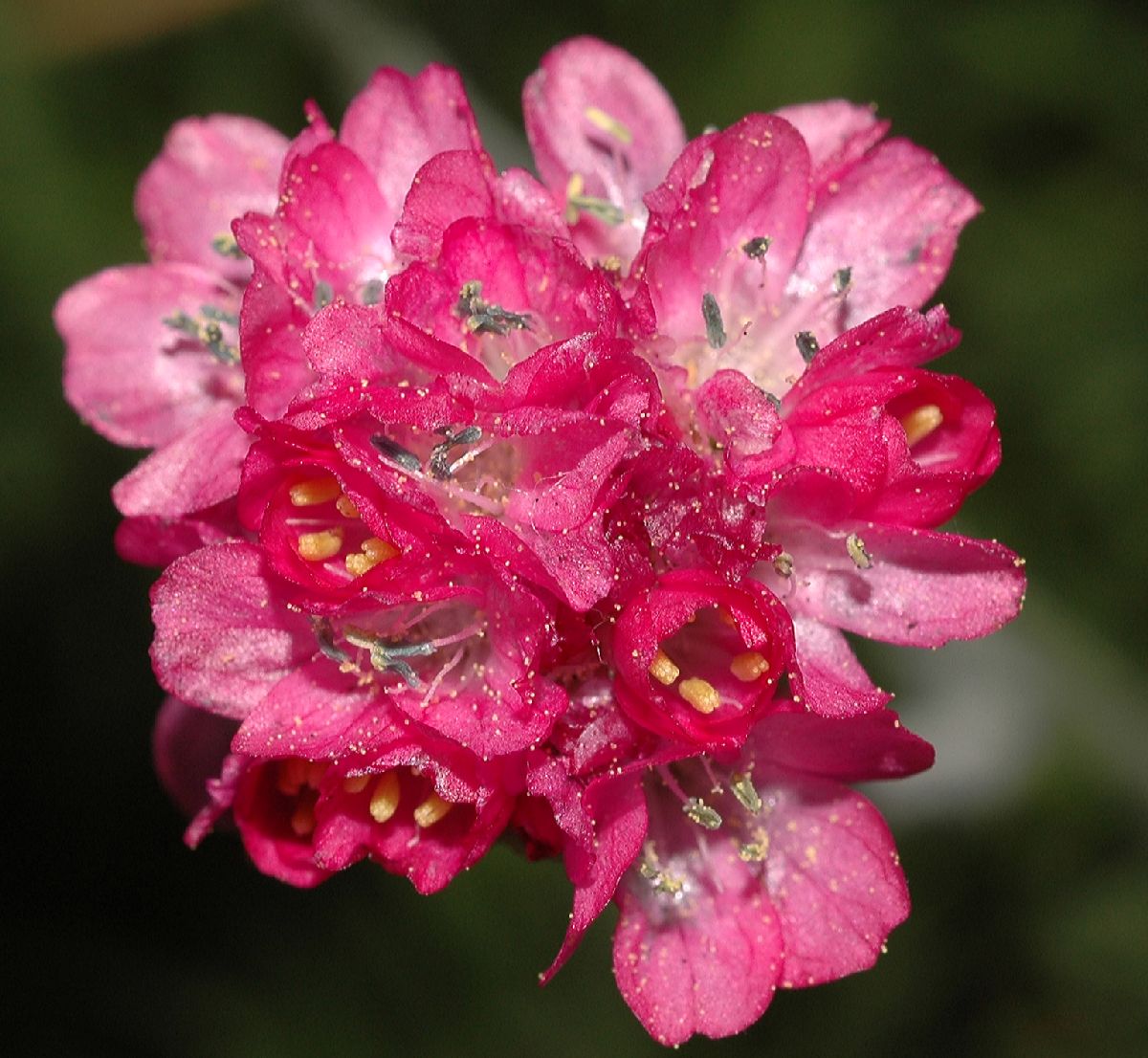 Plumbaginaceae Armeria 