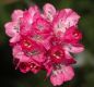 image of Armeria 