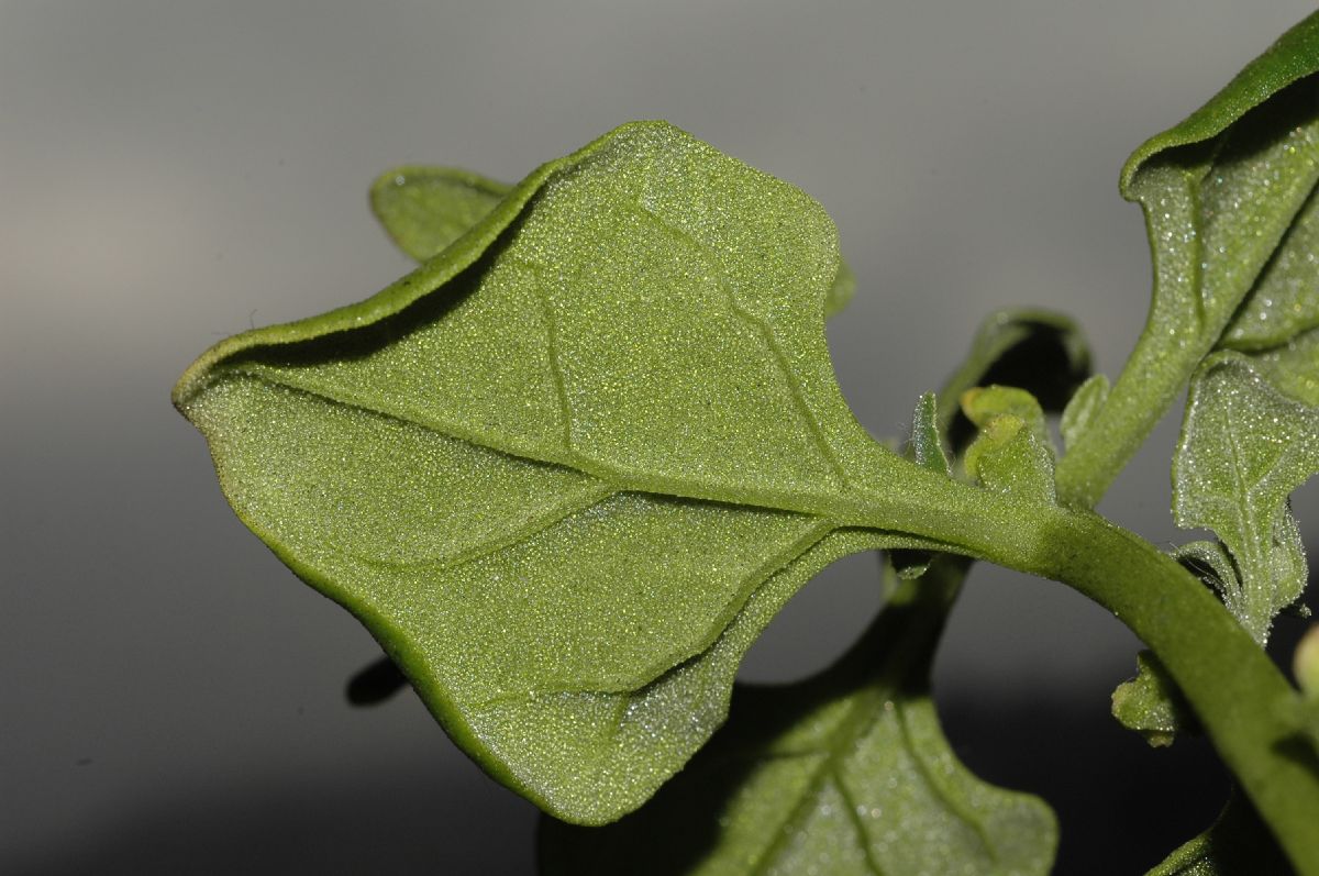 Aizoaceae Tetragonia tetragonoides