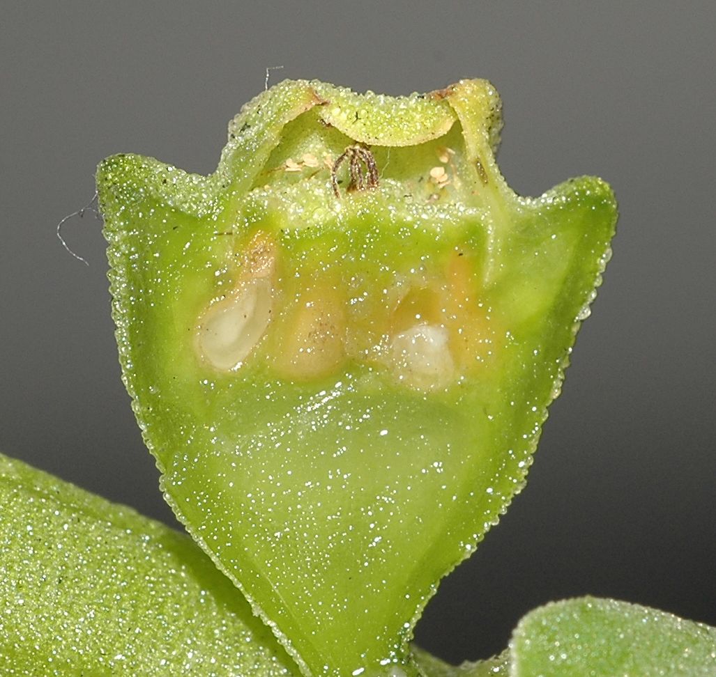 Aizoaceae Tetragonia tetragonoides