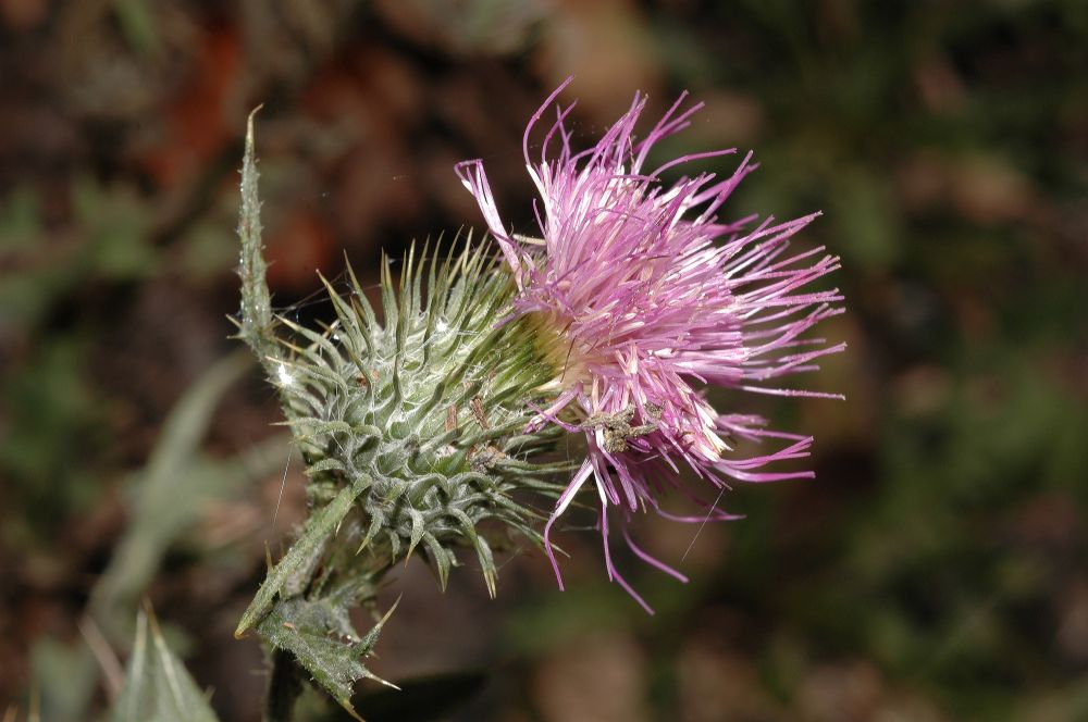 Asteraceae Cirsium vulgare