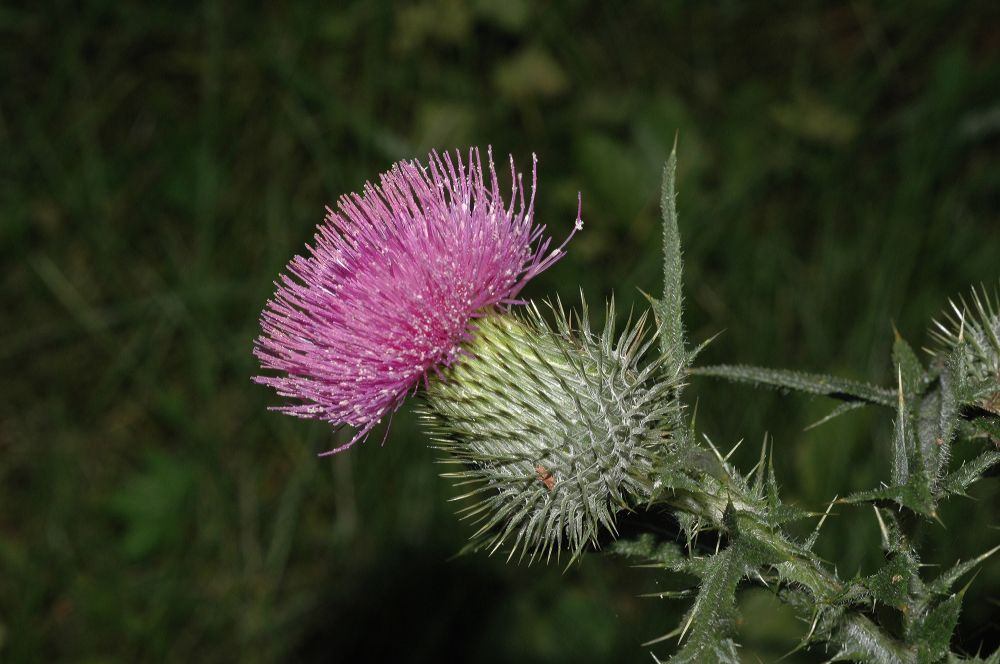 Asteraceae Cirsium vulgare