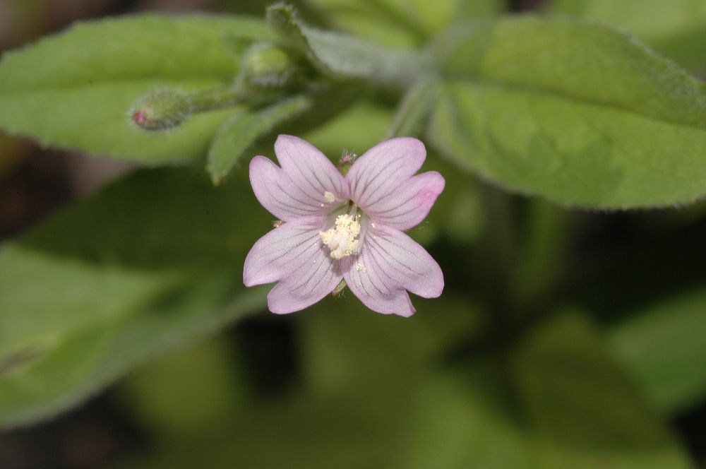 Onagraceae Epilobium parviflorum