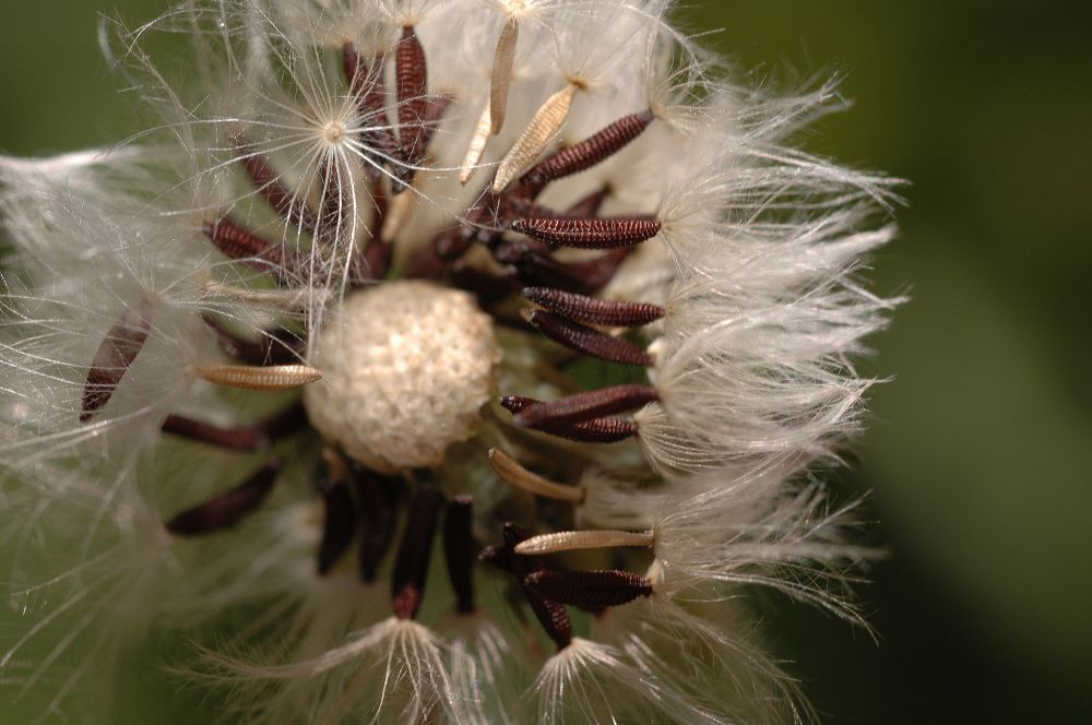 Asteraceae Picris hieracioides