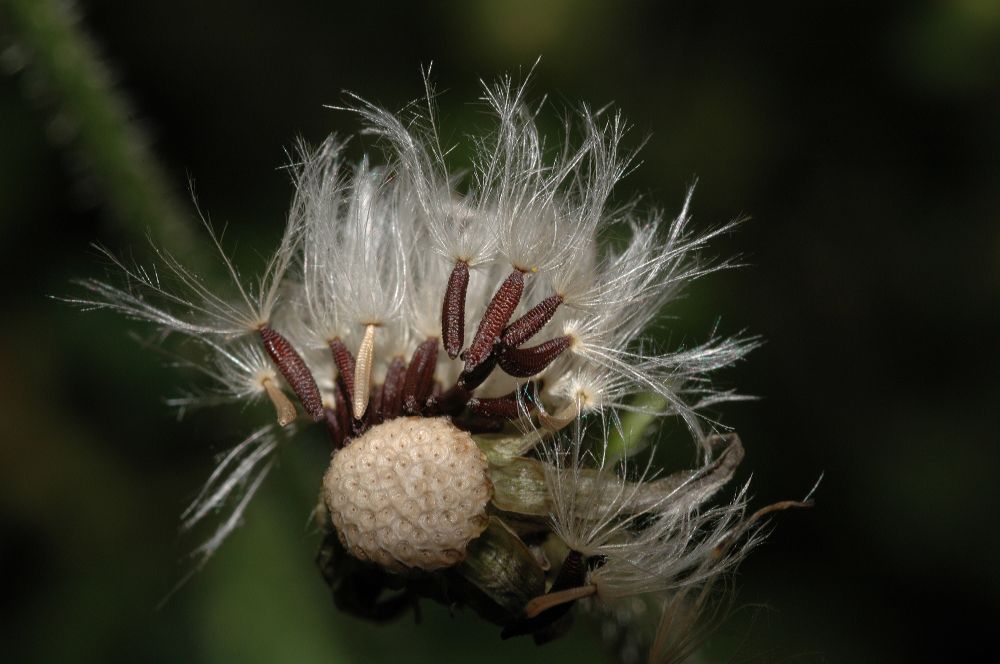 Asteraceae Picris hieracioides