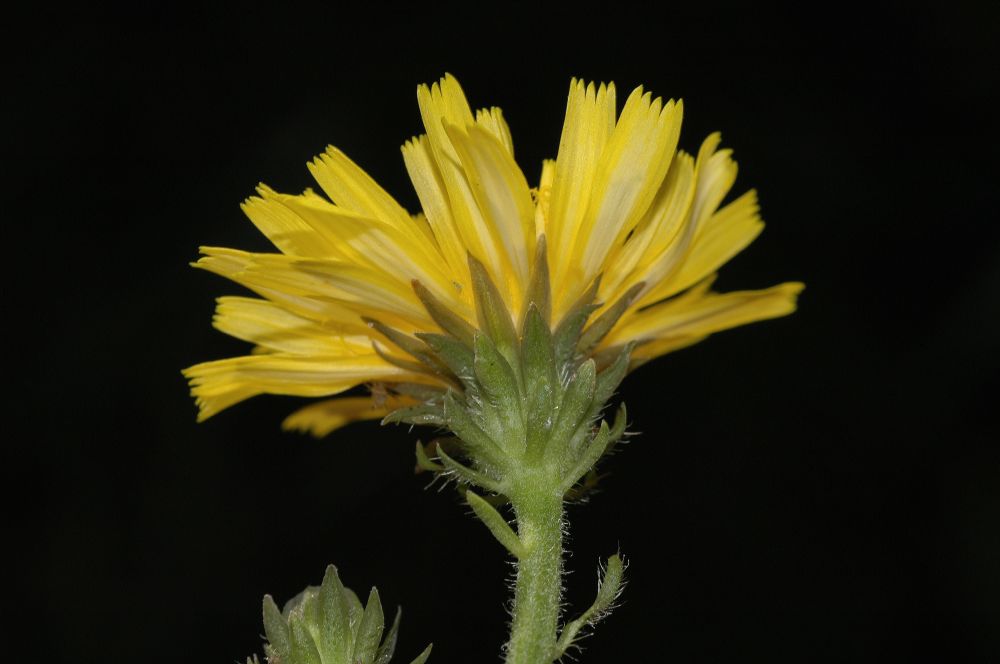 Asteraceae Picris hieracioides