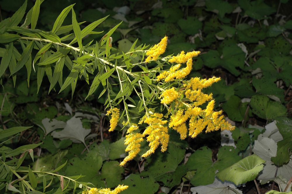 Asteraceae Solidago canadensis