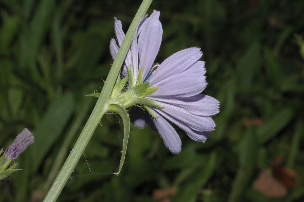 Asteraceae Cichorium intybus