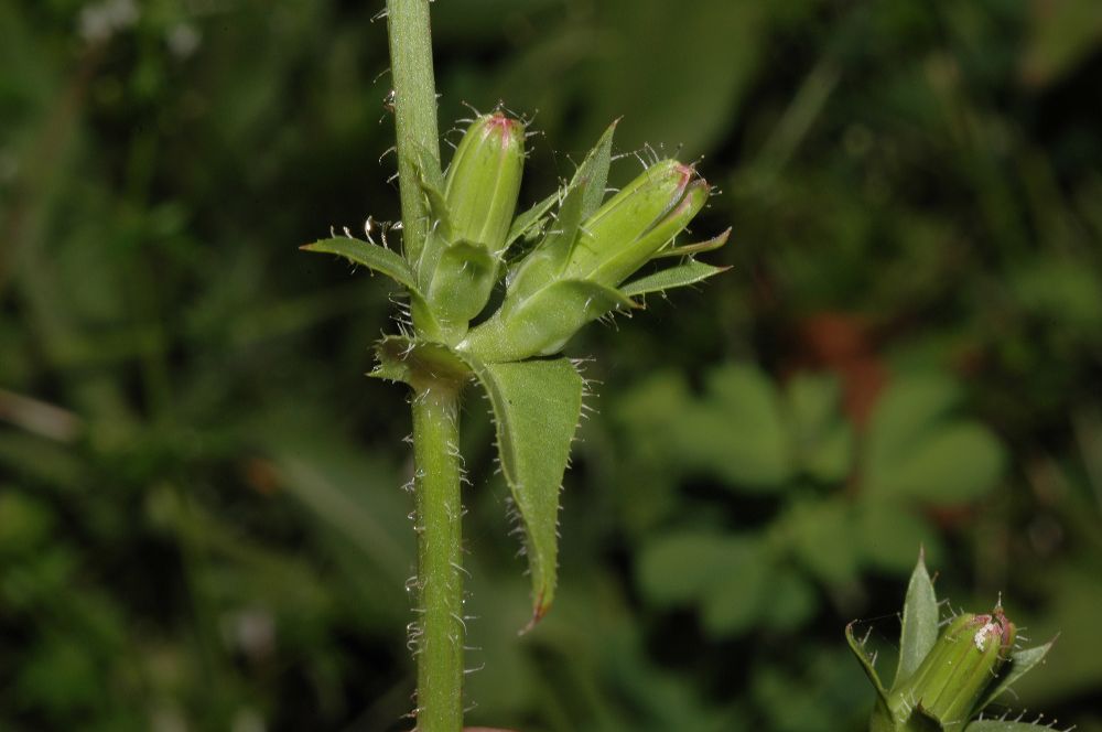 Asteraceae Cichorium intybus