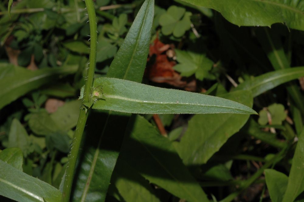 Asteraceae Cichorium intybus