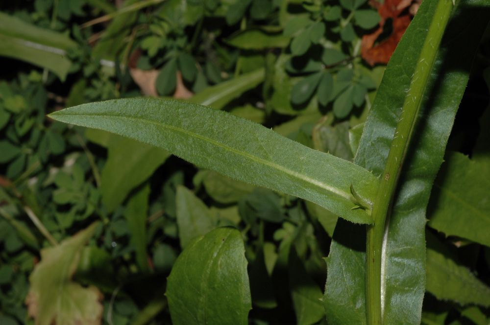 Asteraceae Cichorium intybus