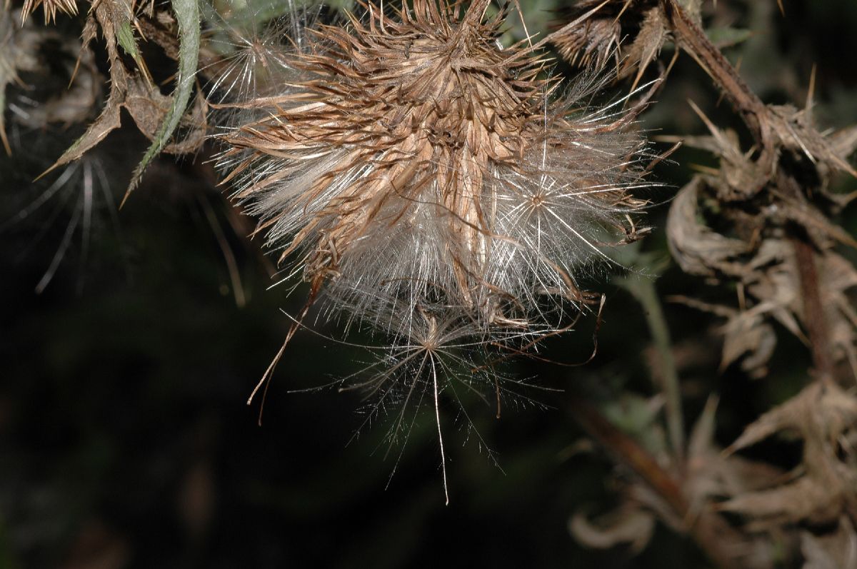 Asteraceae Cirsium vulgare