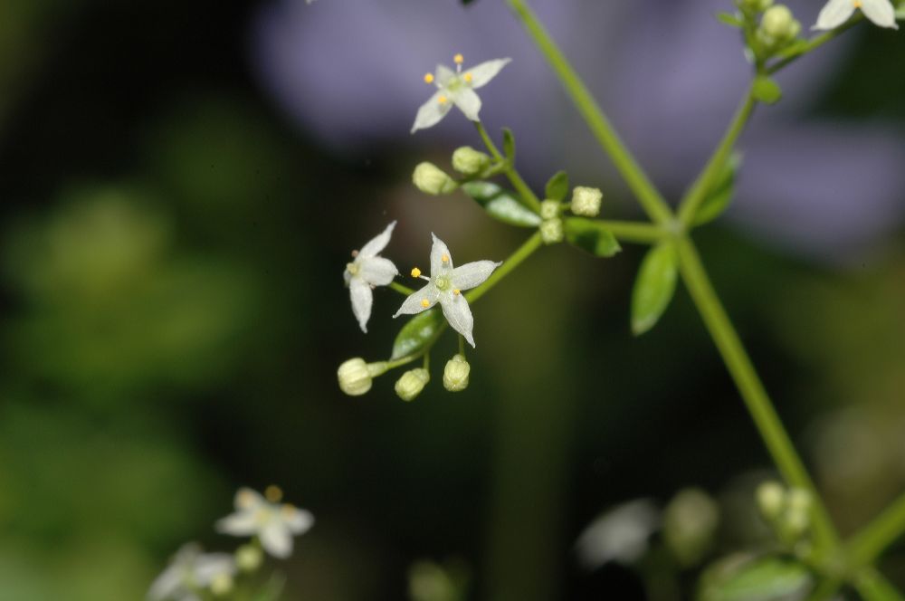 Rubiaceae Galium 