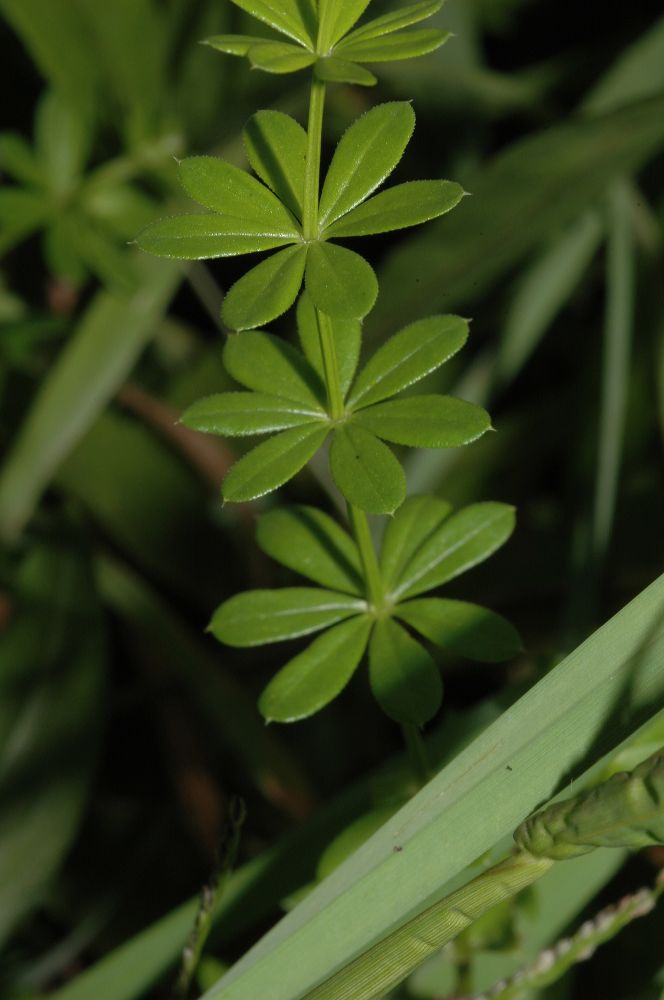 Rubiaceae Galium 