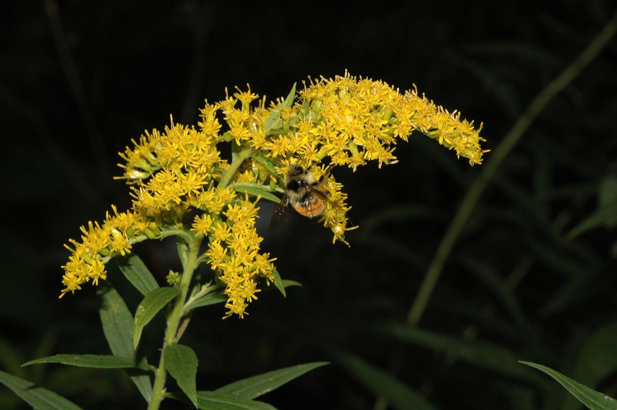 Asteraceae Solidago canadensis