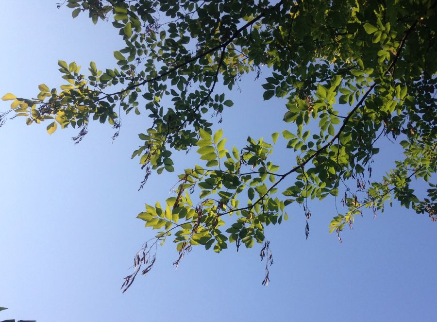 Fabaceae Cladrastis kentuckea